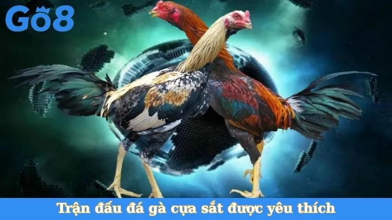 Trận đấu đá gà cựa sắt được yêu thích